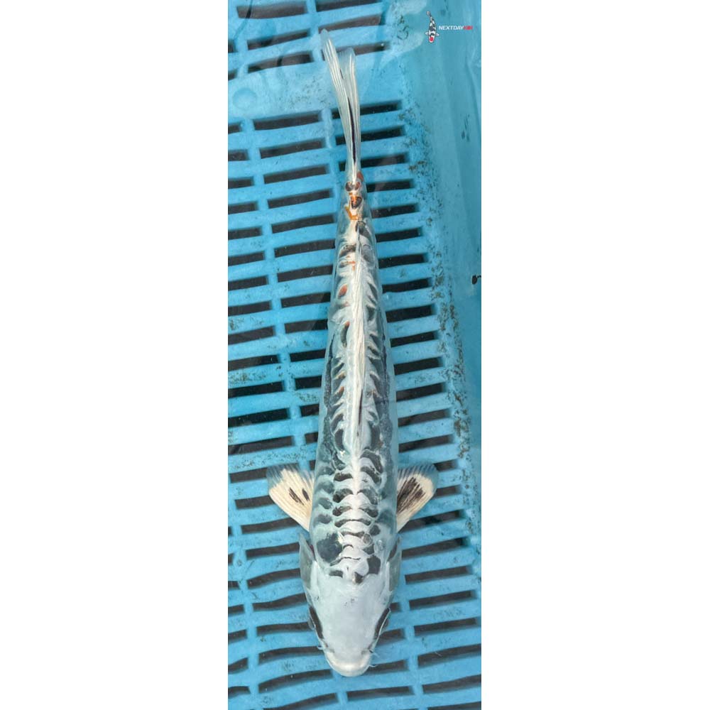 10-12” Imported Doitsu Kujaku