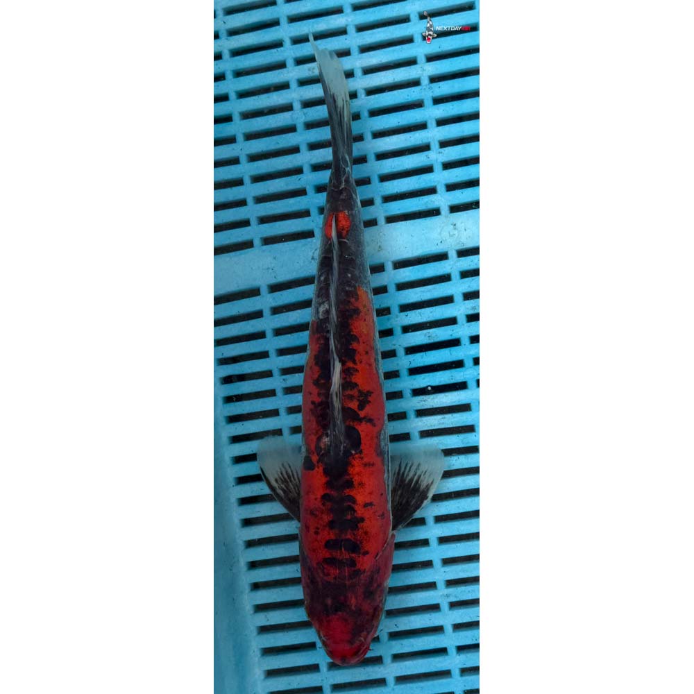 10-12” Imported Doitsu Goshiki