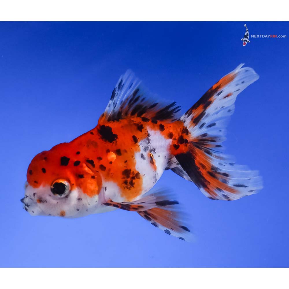 4” Imported Calico Oranda