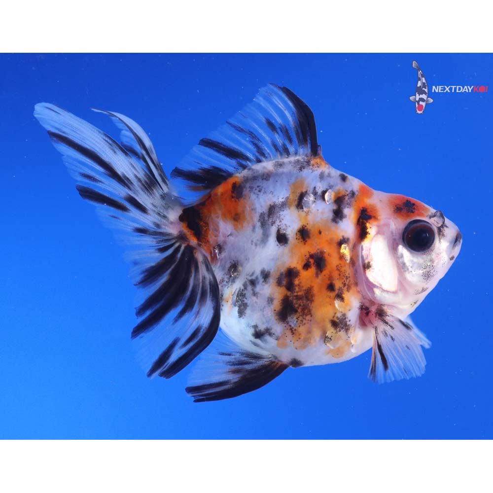 3.5” Imported Calico Ryukin