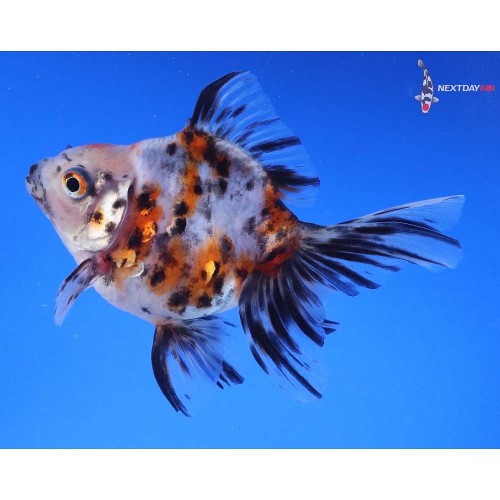 3.5” Imported Calico Ryukin