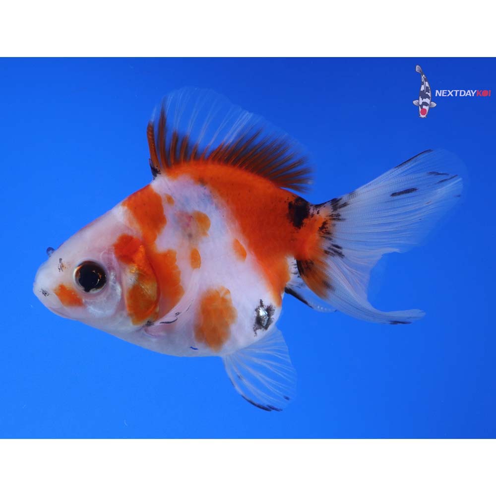 3.5” Imported Calico Ryukin