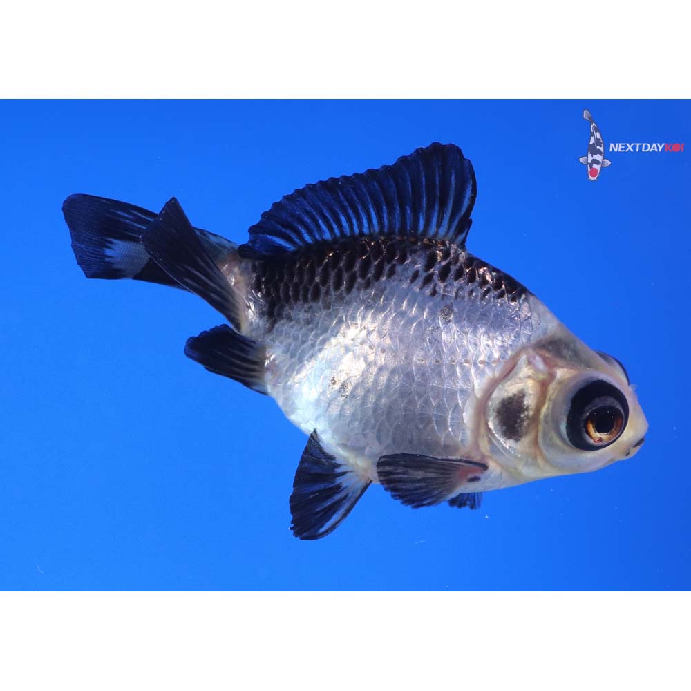 3.5” Imported Panda Telescope Fantail