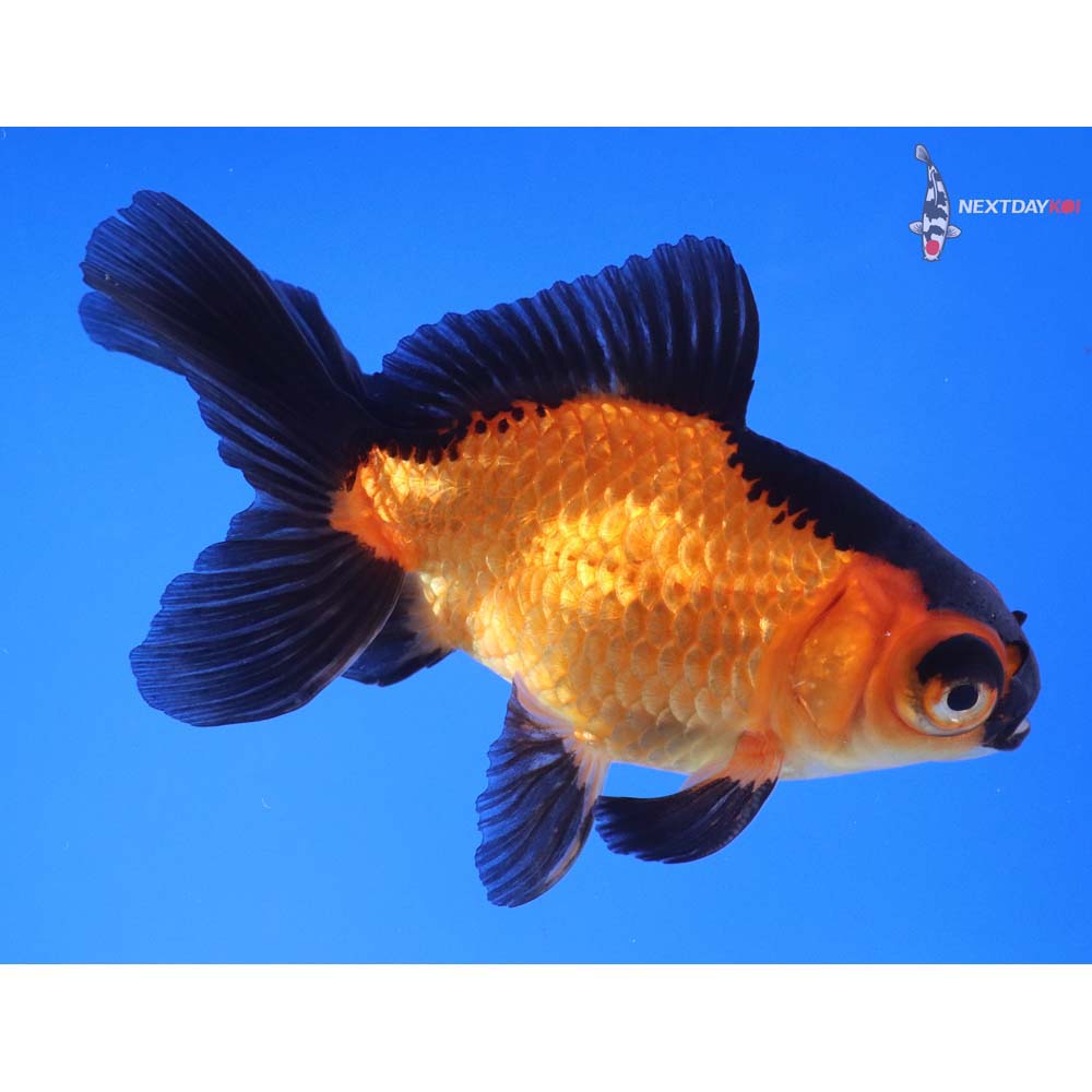 4.5” Imported Red and Black Telescope Fantail