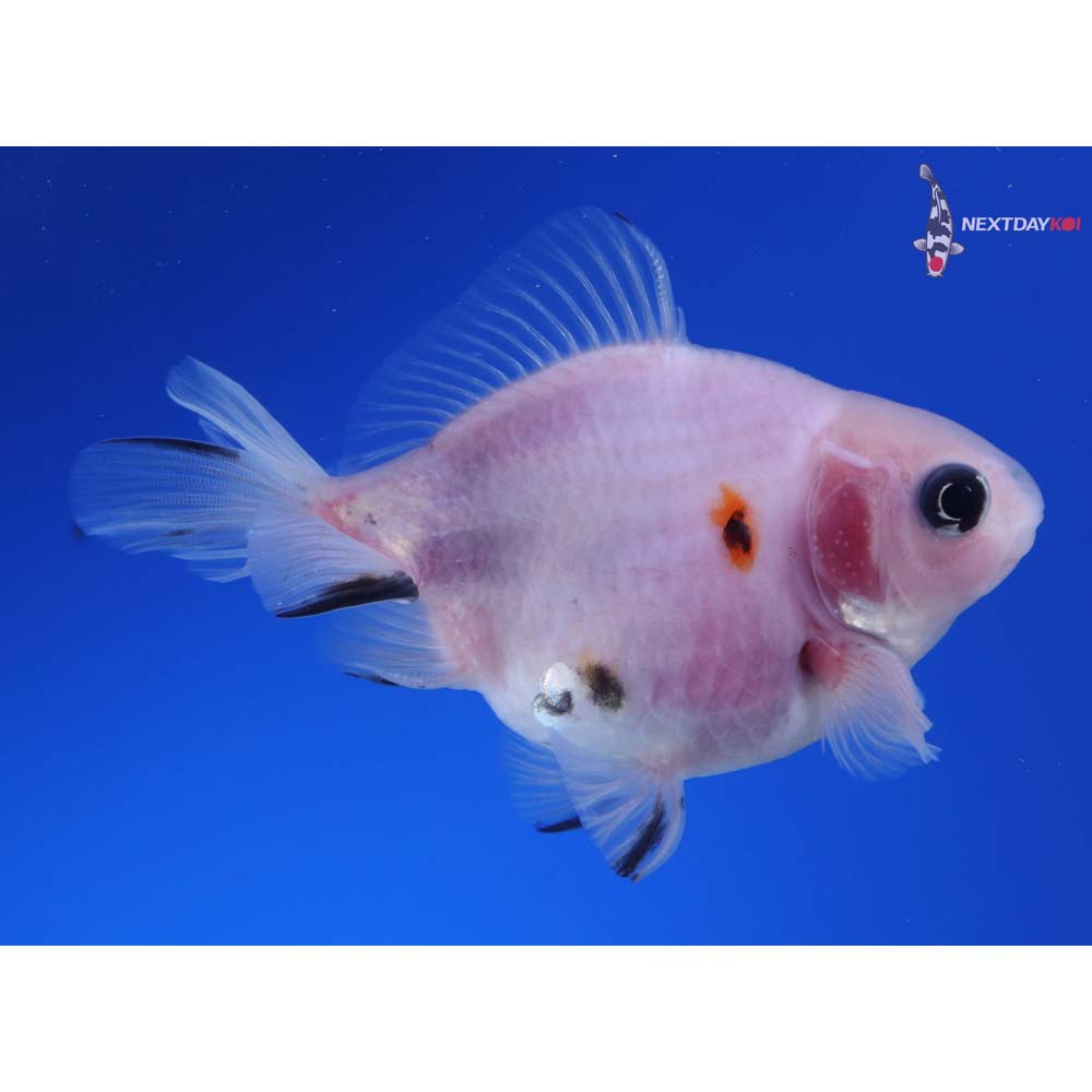 3.5” Imported Male Calico Ryukin
