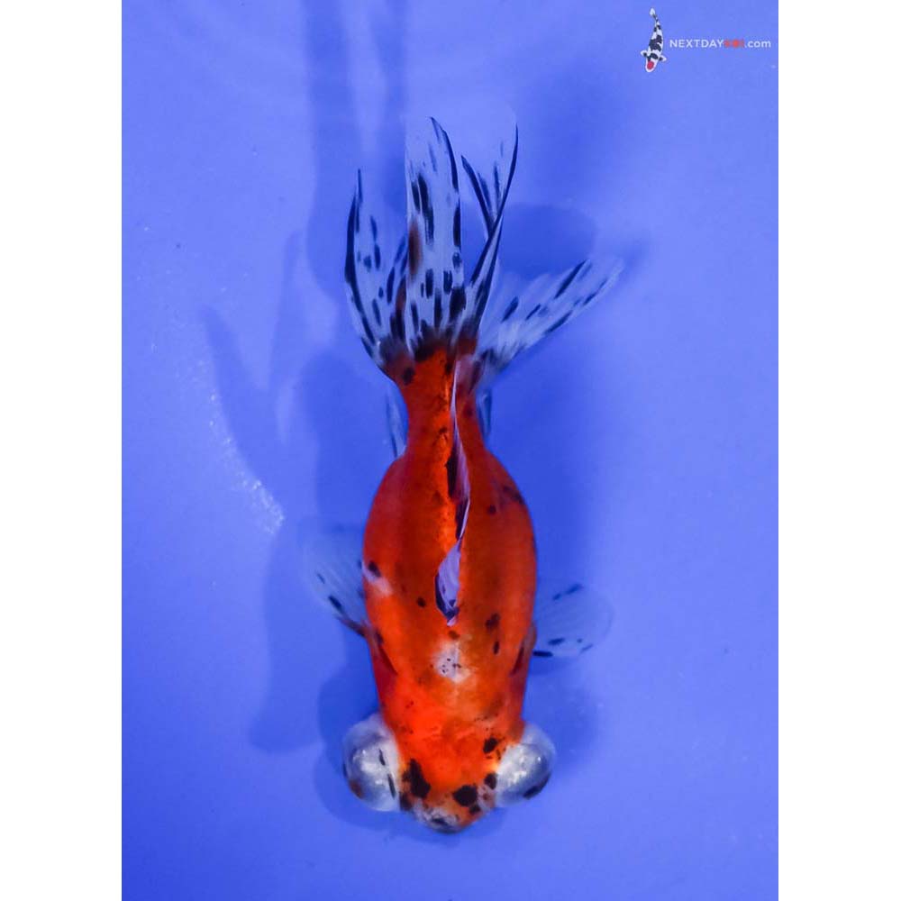 3.5” Imported Calico Telescope Fantail