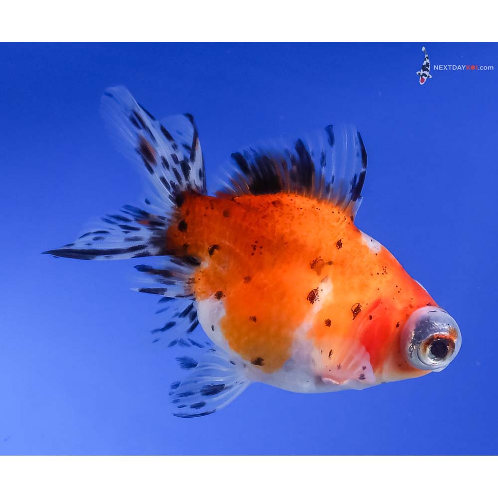 3.5” Imported Calico Telescope Fantail