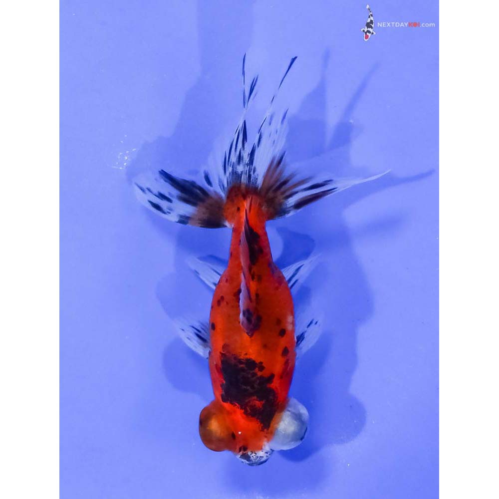 3.5” Imported Calico Telescope Fantail