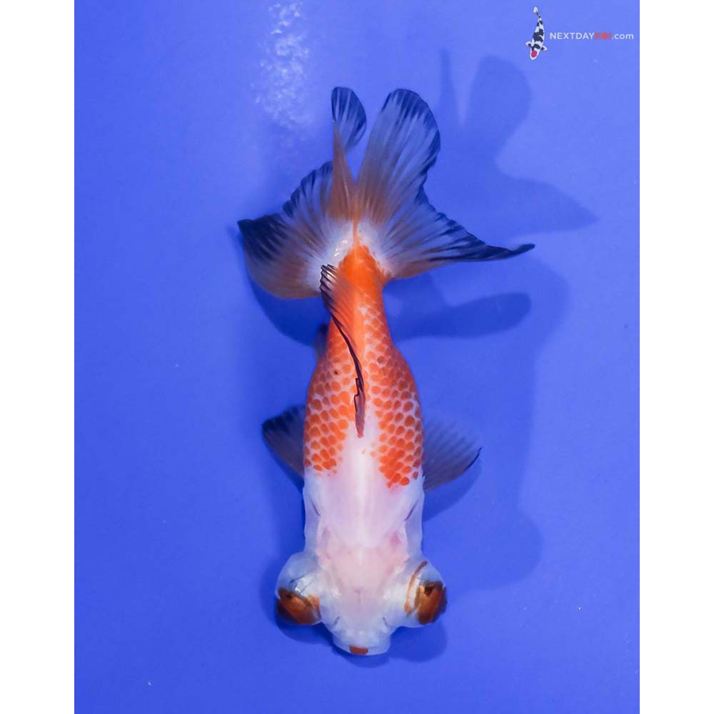 3” Imported Red and White Telescope Fantail