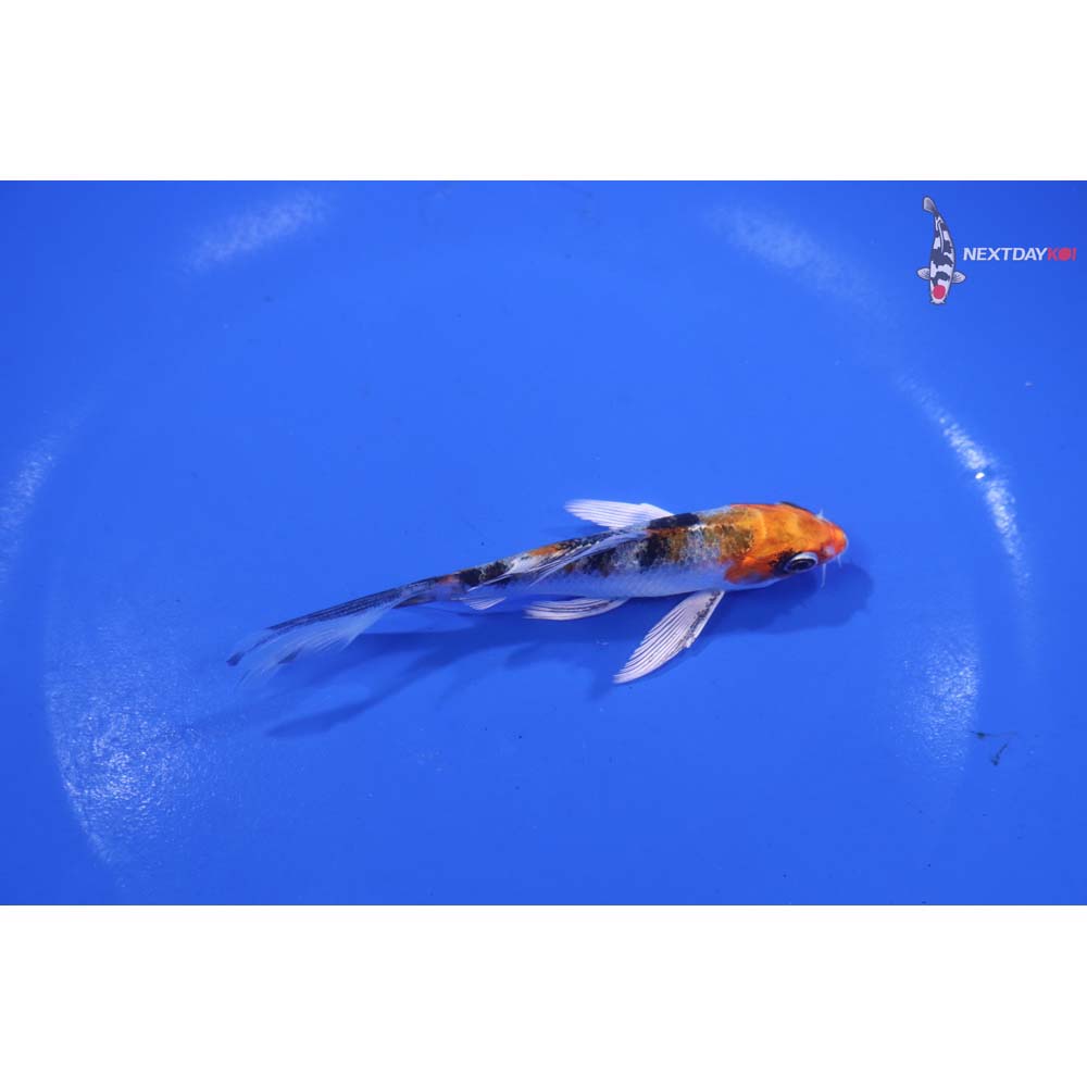 4” Imported Yamato Nishiki Butterfly Koi