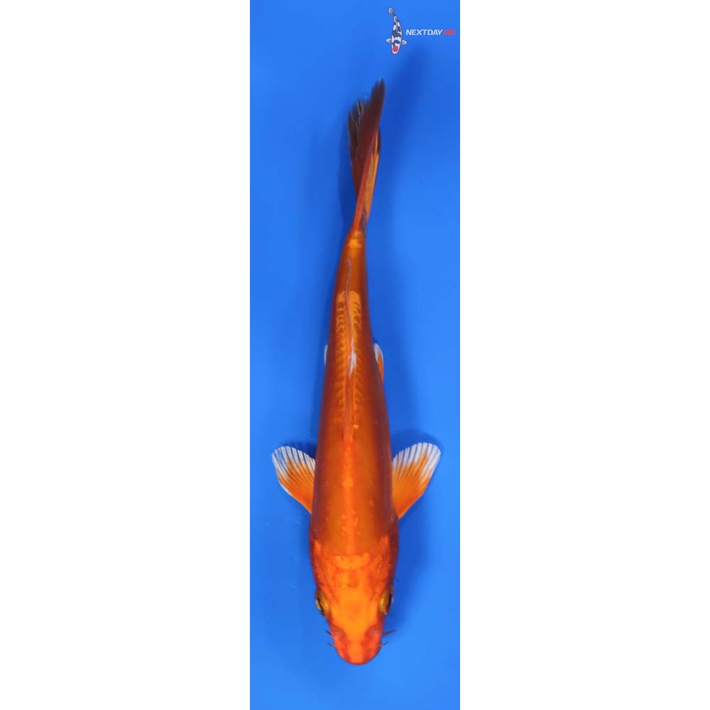 6” Imported Doitsu Orenji Ogon