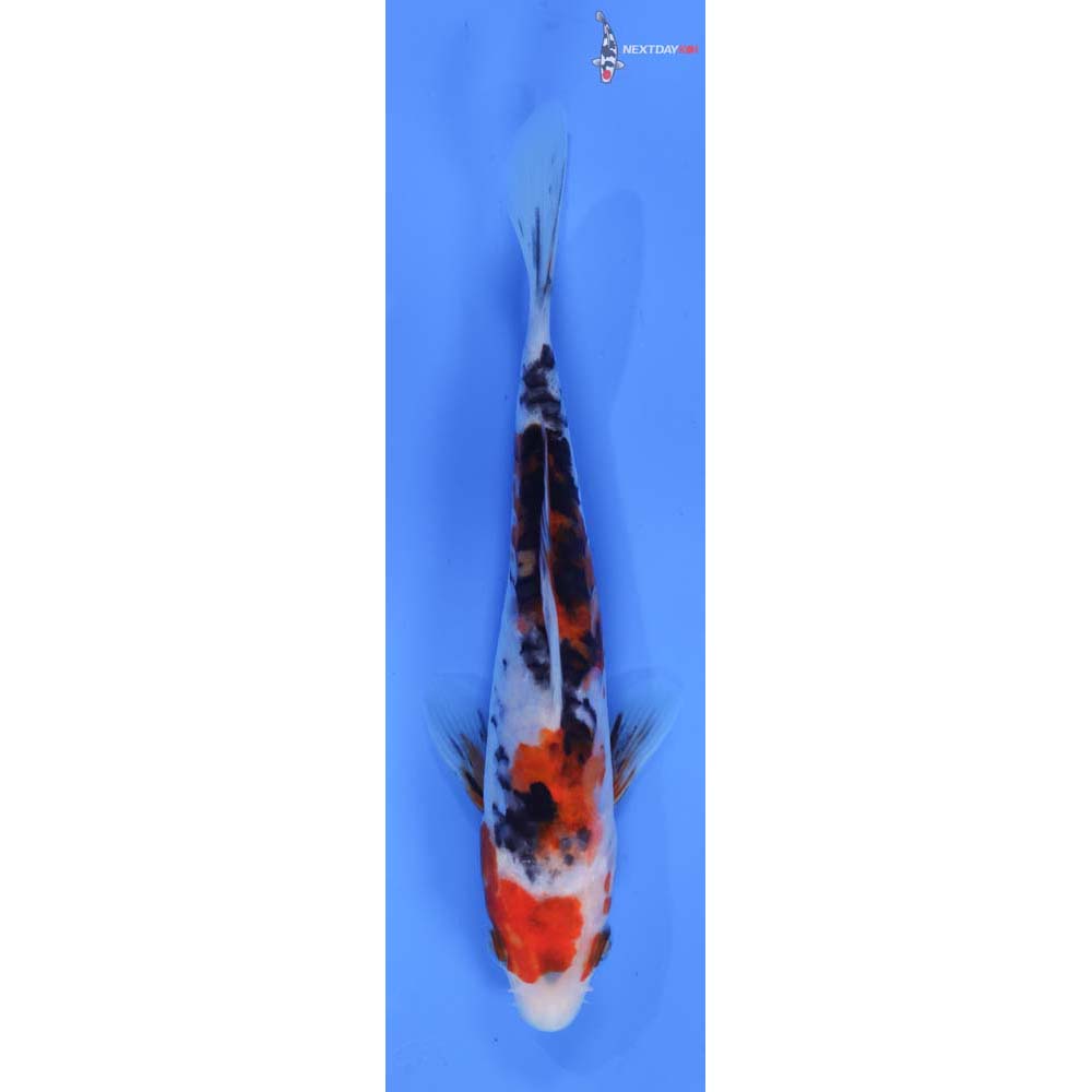 6.5” Imported Sanke