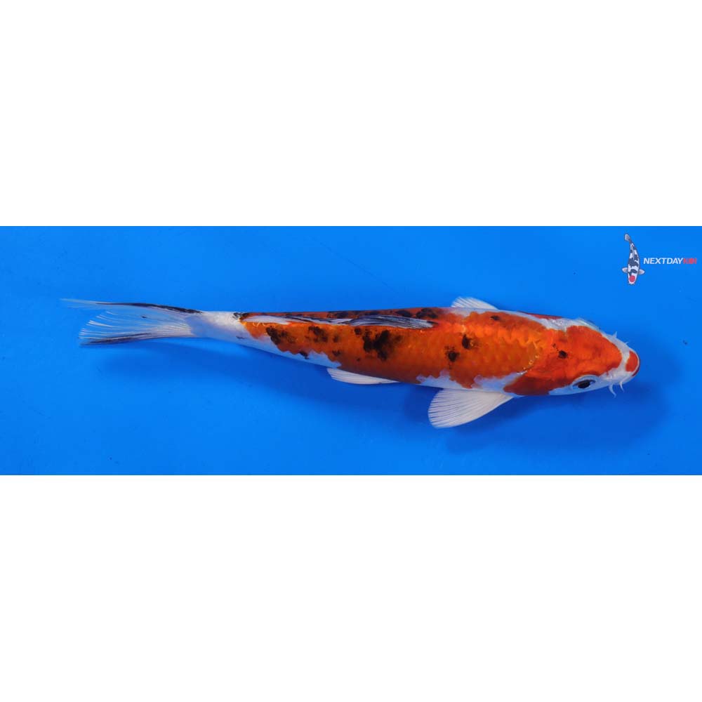 7.5” Imported Yamato Nishiki