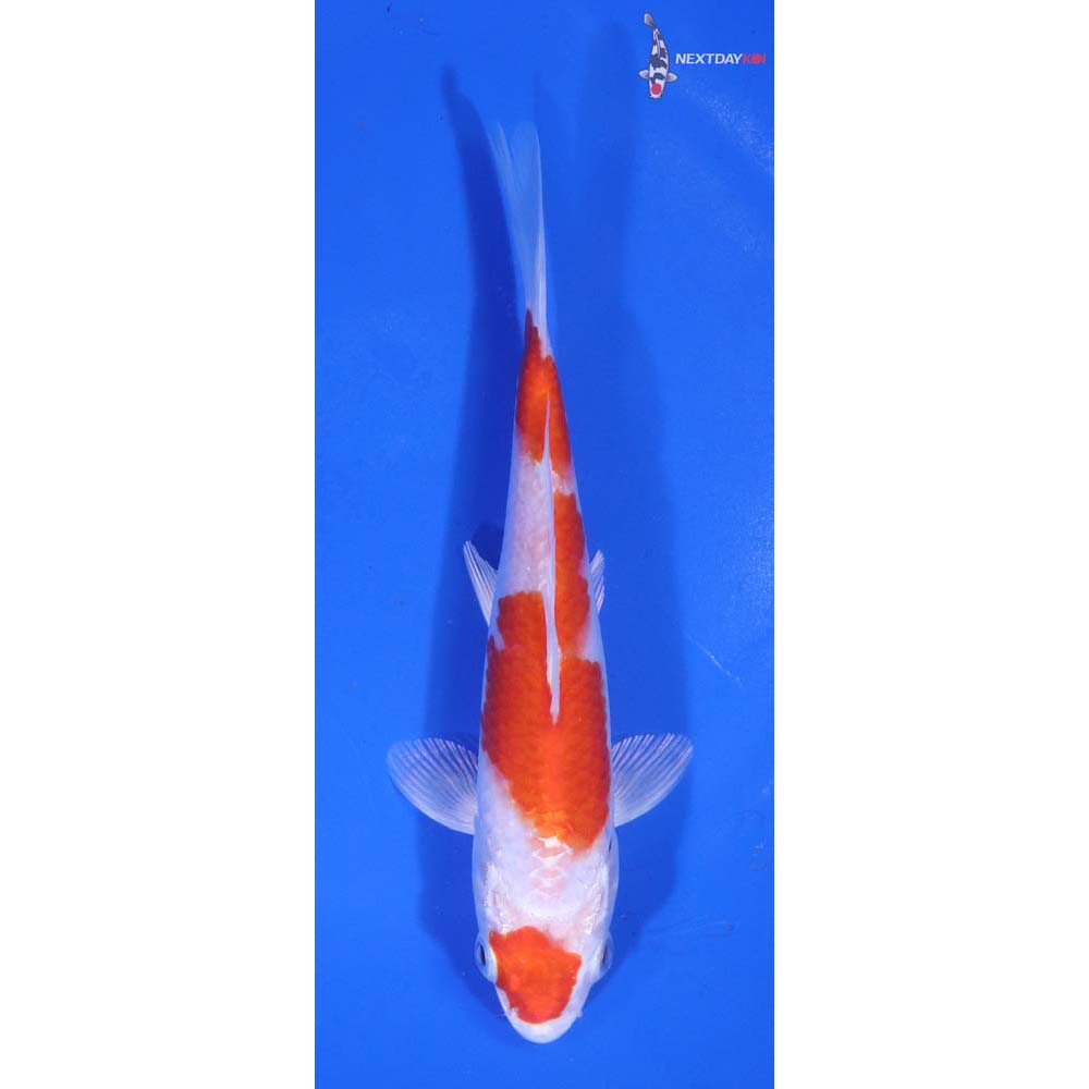 6” Imported Hariwake