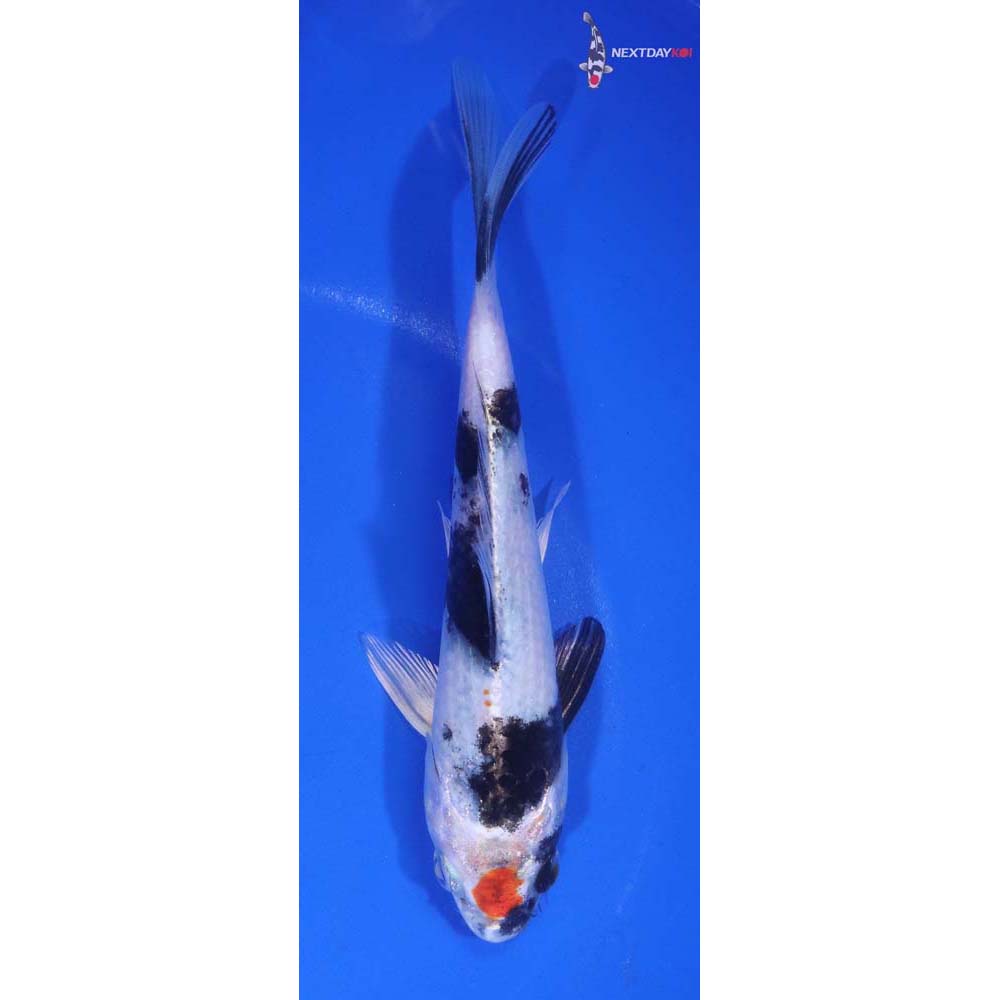 6.5” Imported Yamato Nishiki