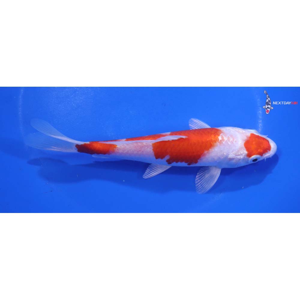 6” Imported Hariwake