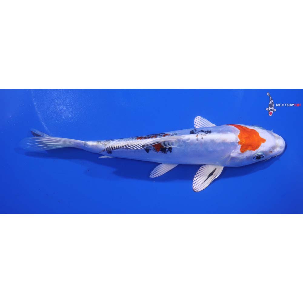 6.5” Imported Heisei Nishiki