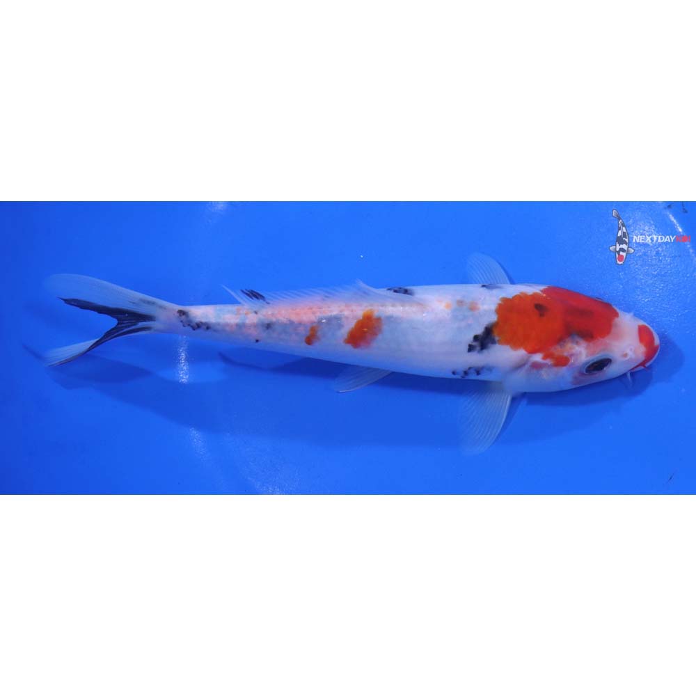 6.5” Imported Sanke