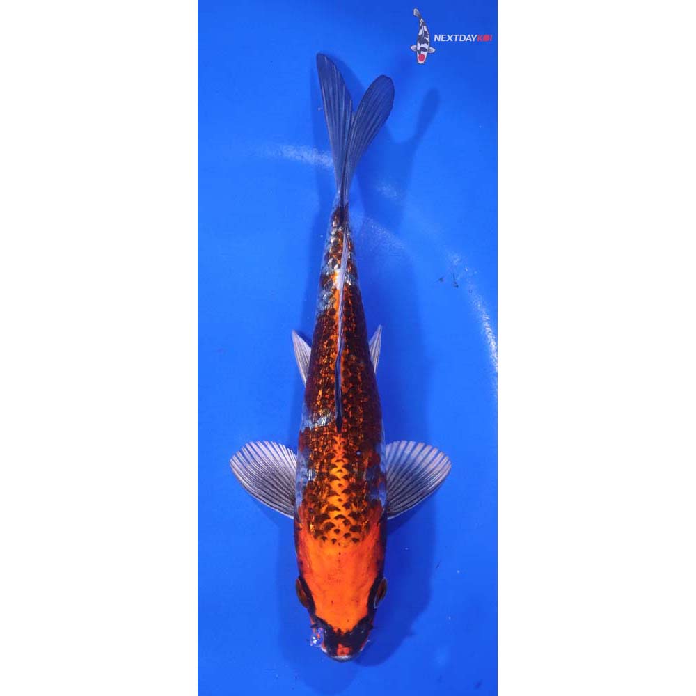 6.5” Imported Gin Rin Kujaku