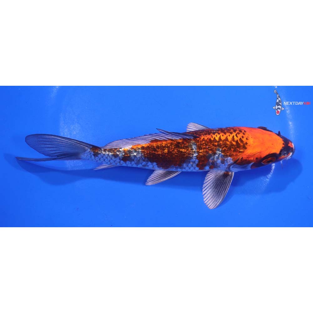 6.5” Imported Gin Rin Kujaku