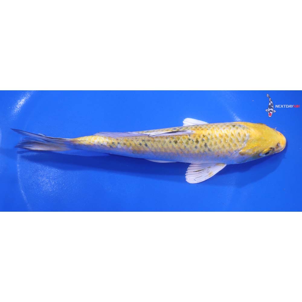 7” Imported Kujaku