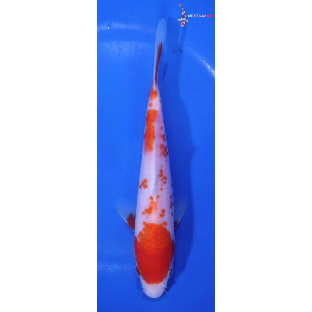 7” Imported Kohaku