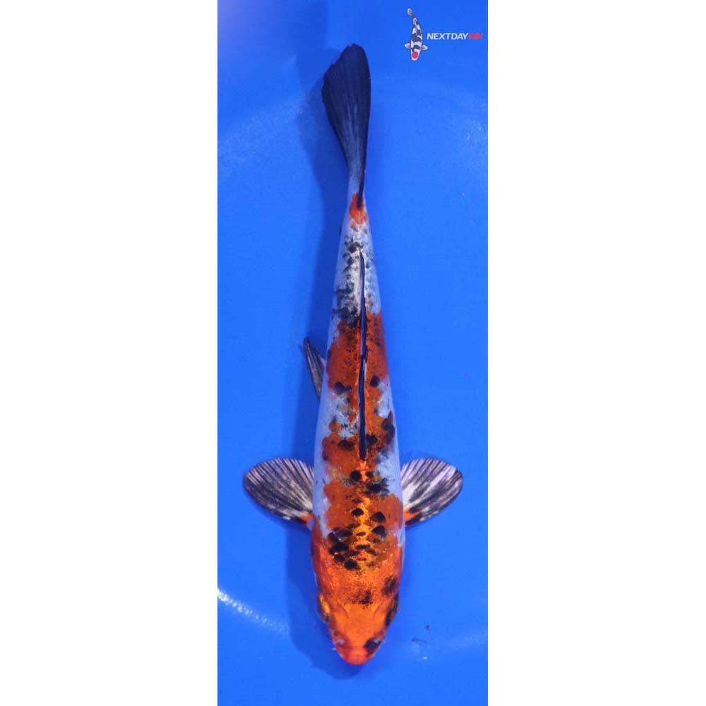 6” Imported Yamato Nishiki