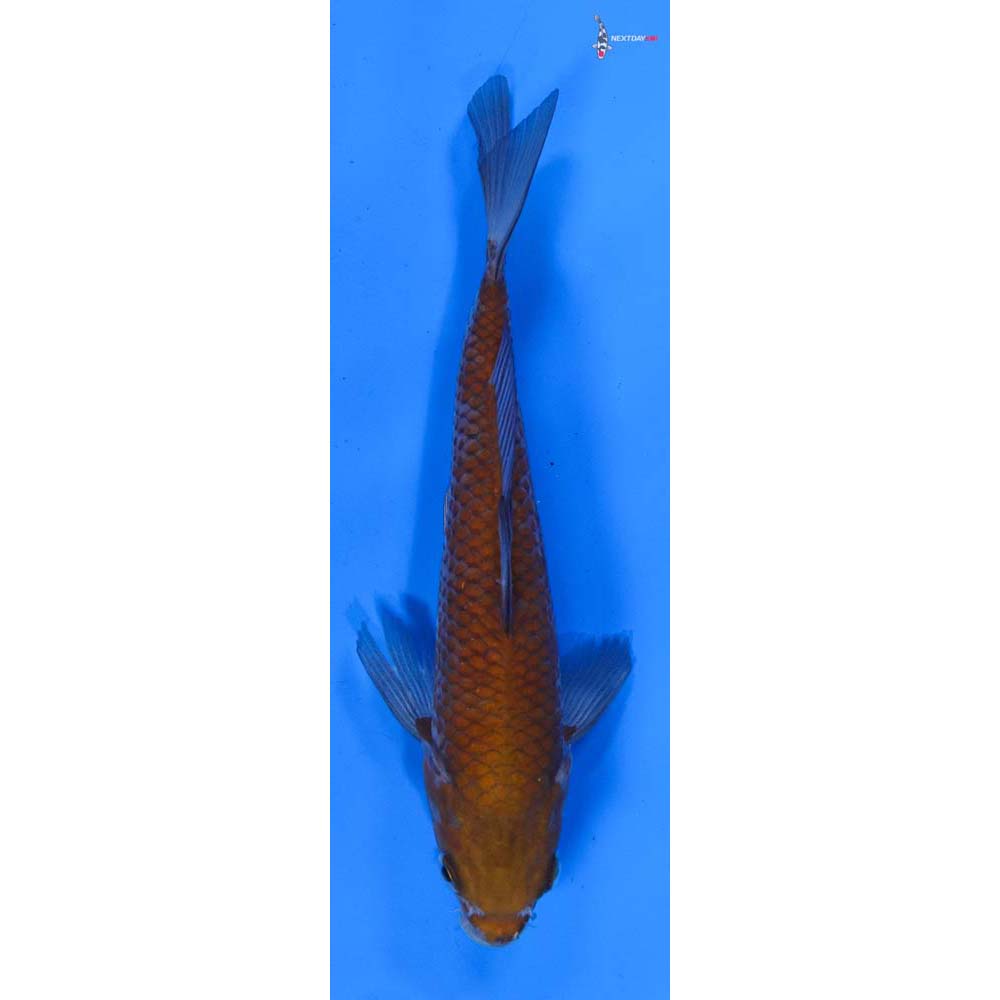 8” Imported Ochiba Shigure