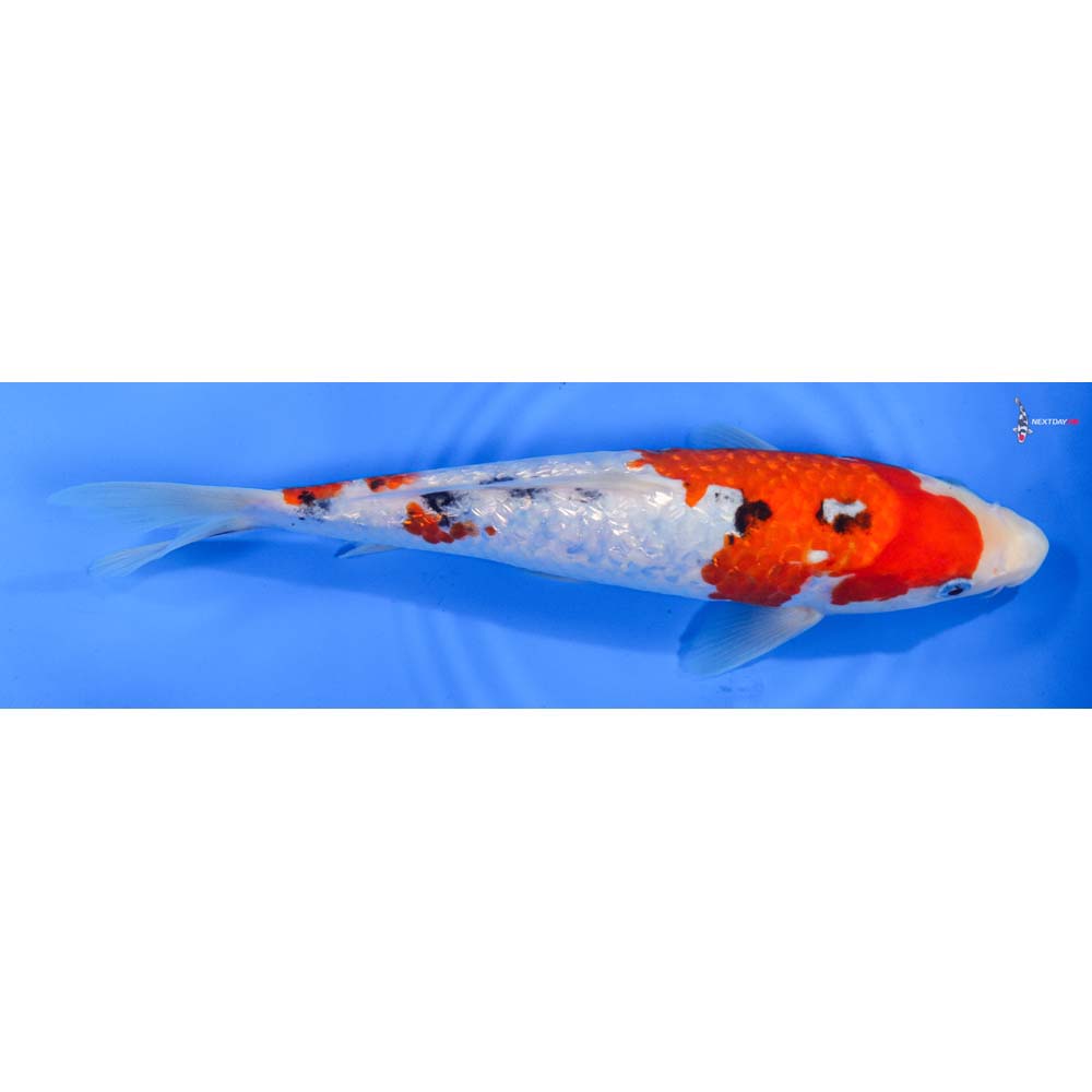 10” Imported Gin Rin Sanke