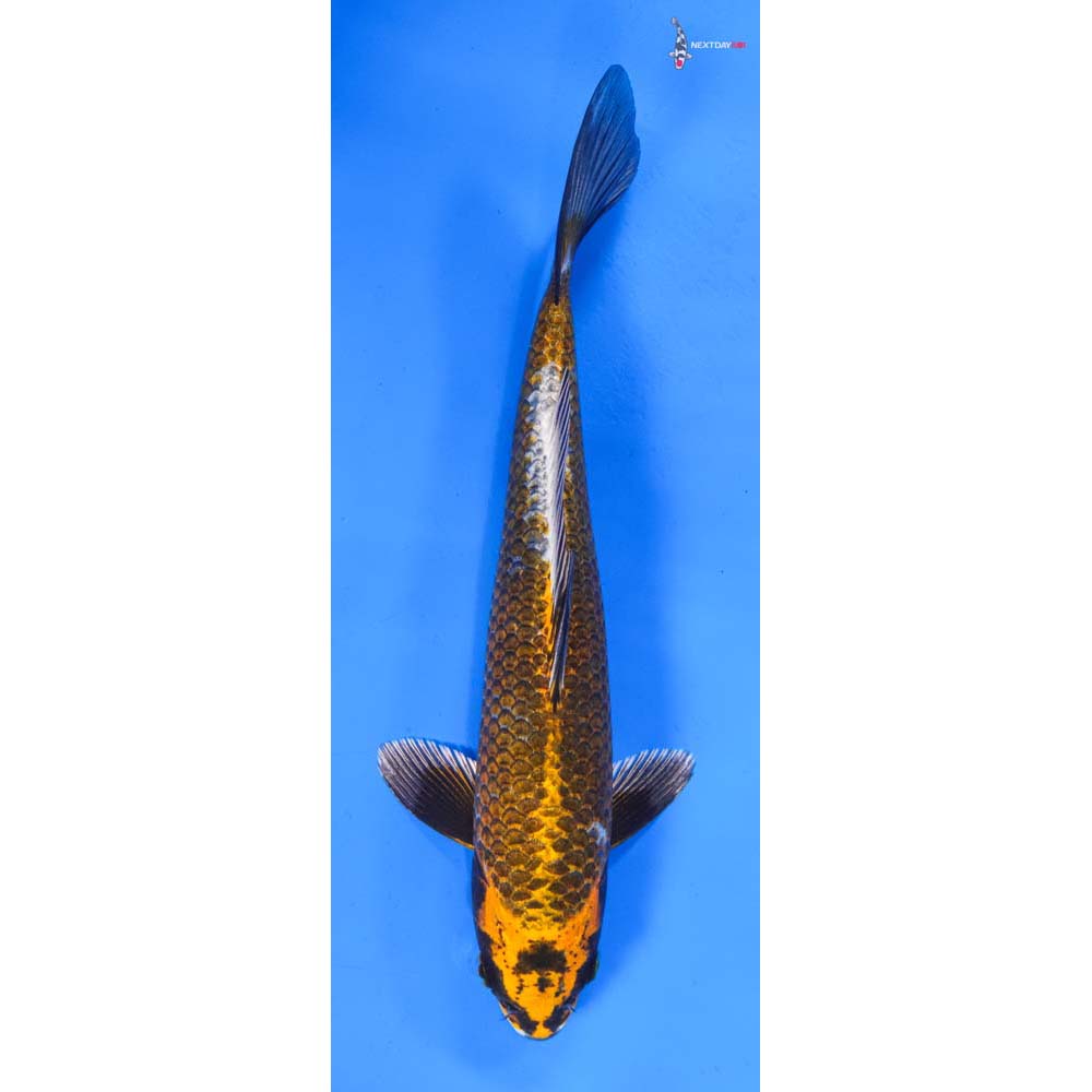 10” Imported Orenji Matsuba