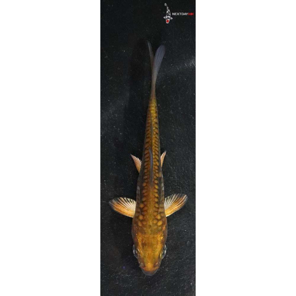 4” Imported Doitsu Chagoi