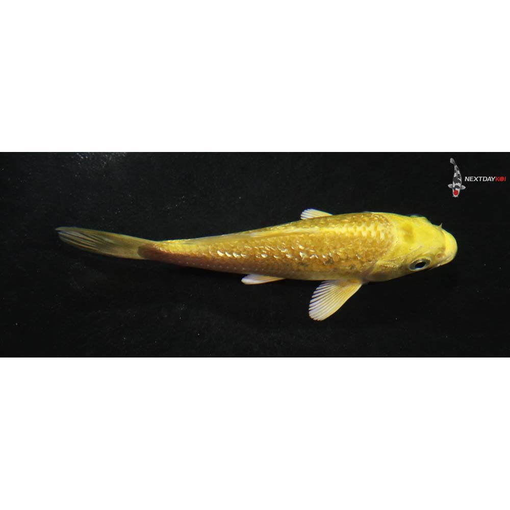 3.5” Imported Gin Rin Yamabuki Ogon