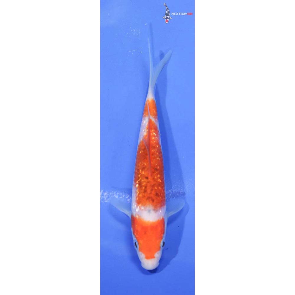 4.5” Imported Gin Rin Kohaku