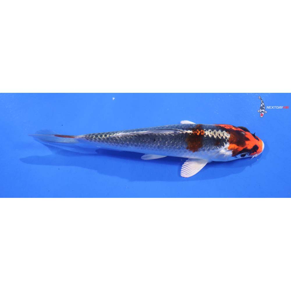 4.5” Imported Kujaku