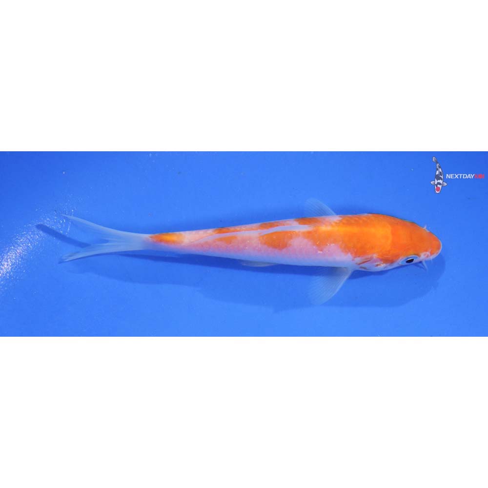 5” Imported Kohaku