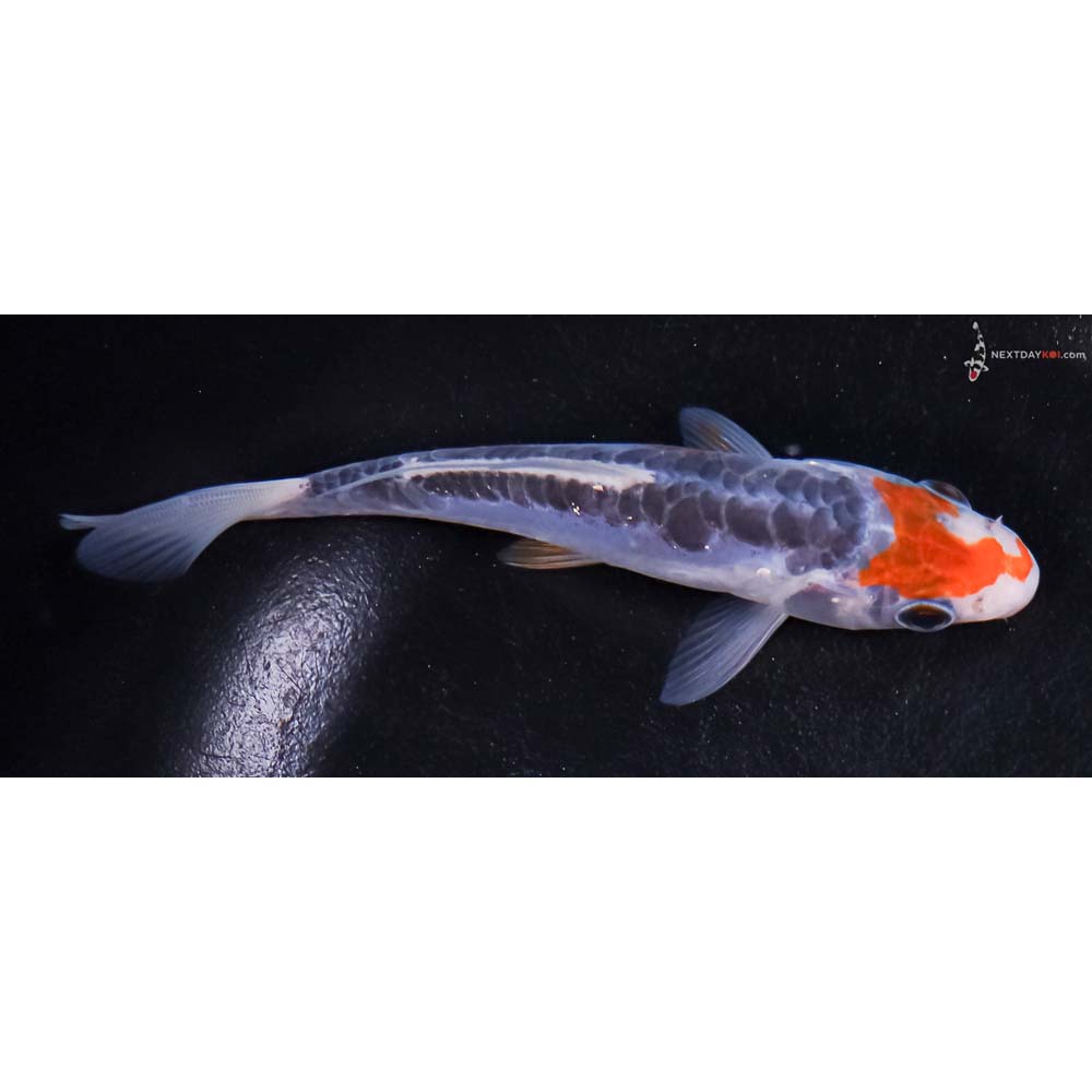 5” Imported Shusui