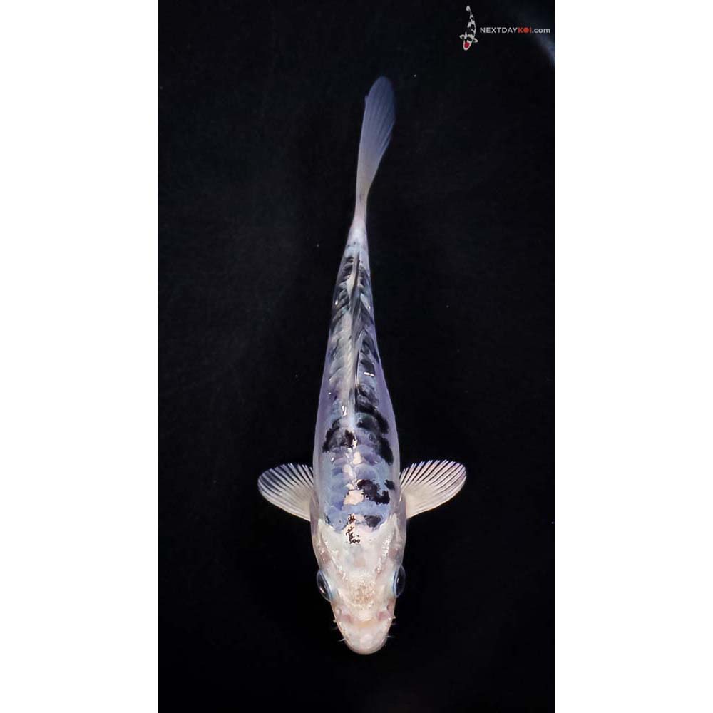 5.5” Imported Doitsu Blue Gin Shiro Bekko