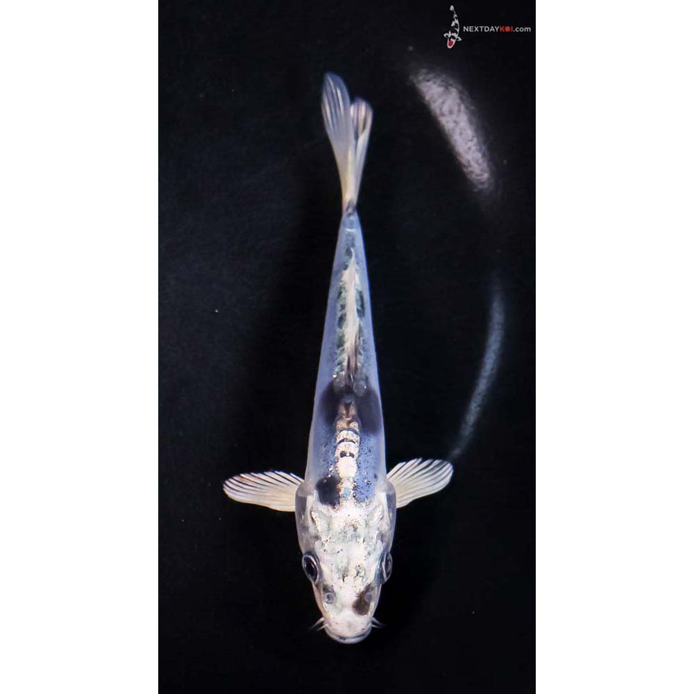 5.5” Imported Doitsu Blue Gin Shiro Bekko
