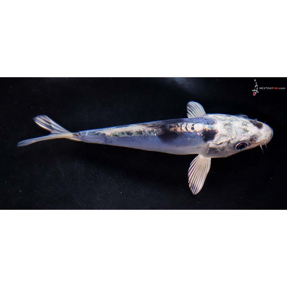 5.5” Imported Doitsu Blue Gin Shiro Bekko