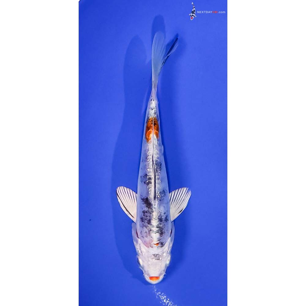 5.5” Imported Heisei Nishiki