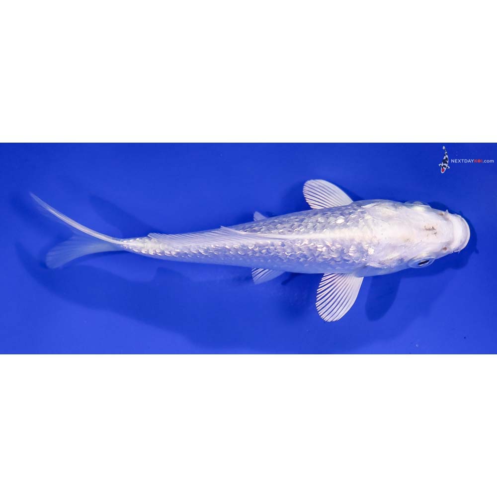 5” Imported Gin Rin Platinum Ogon