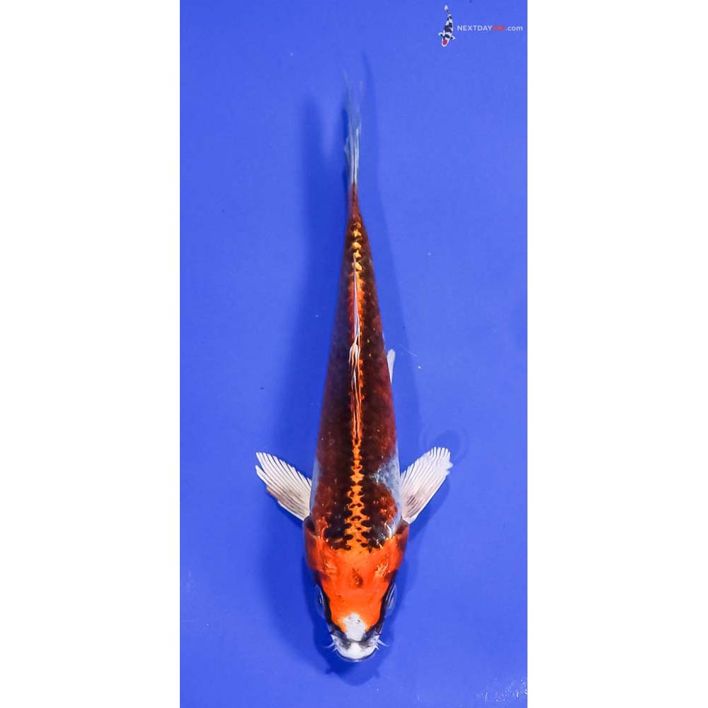 5.5” Imported Kujaku