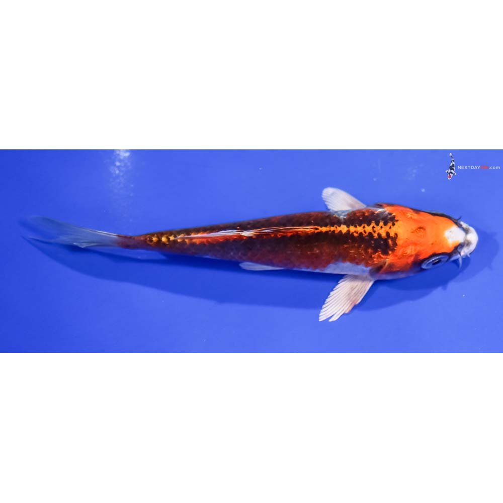 5.5” Imported Kujaku