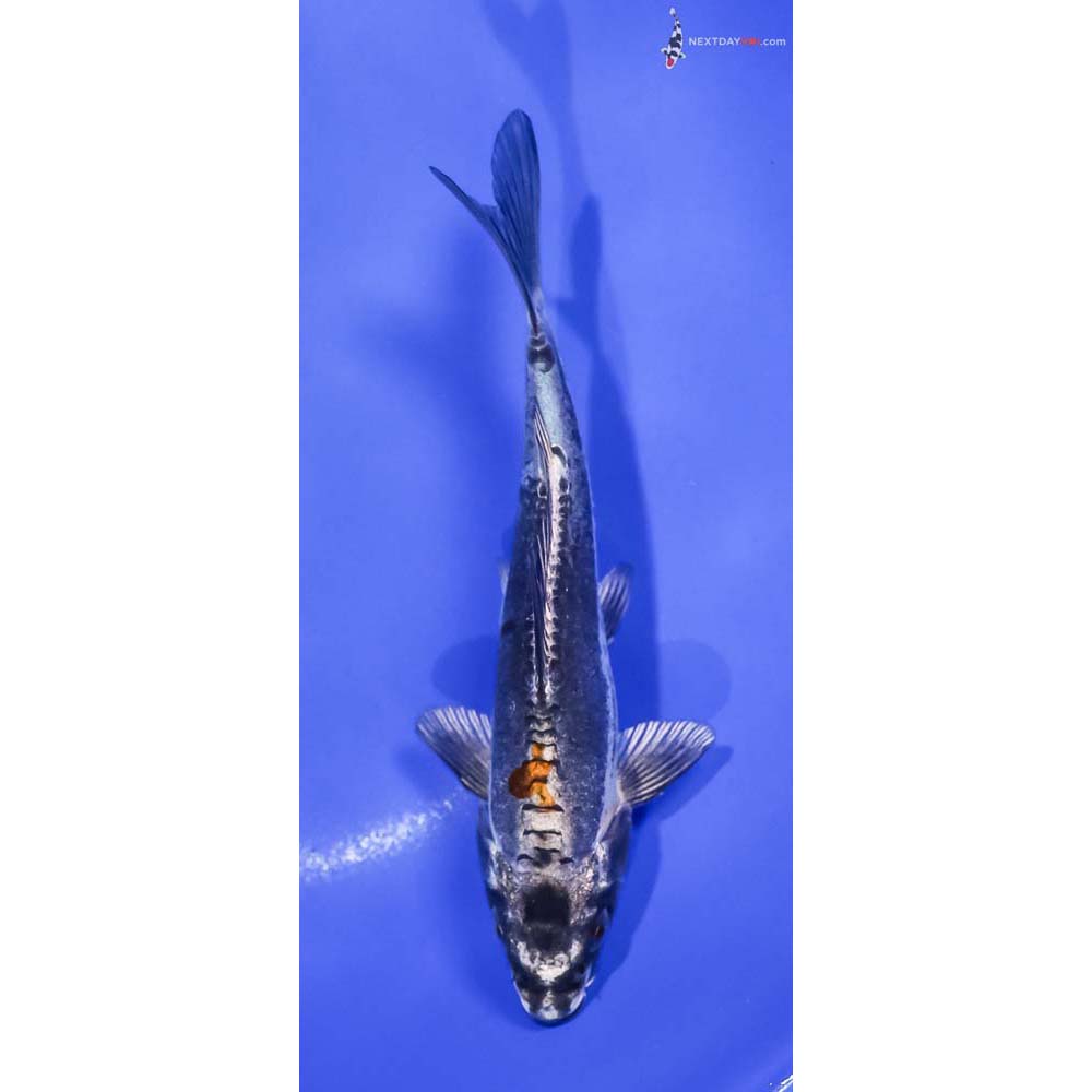 5.5” Imported Kin Kikokuryu