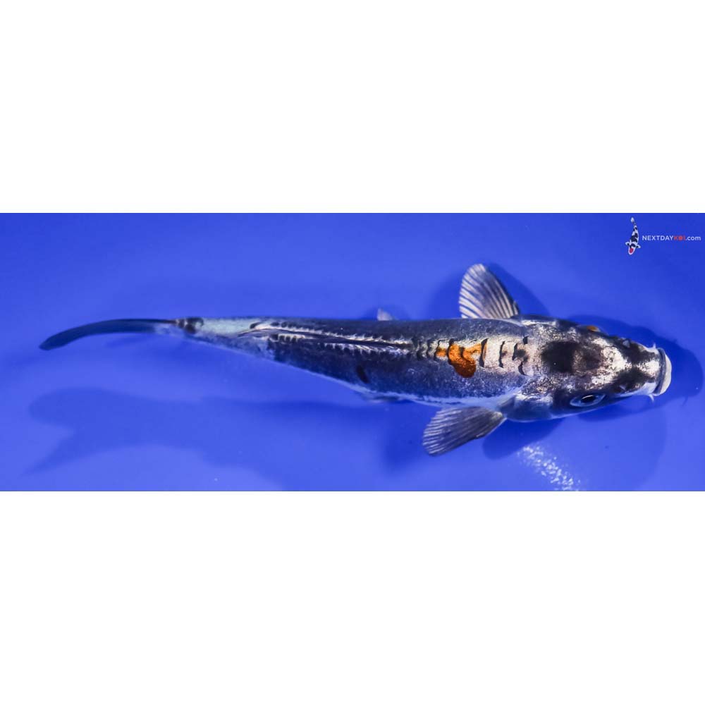 5.5” Imported Kin Kikokuryu
