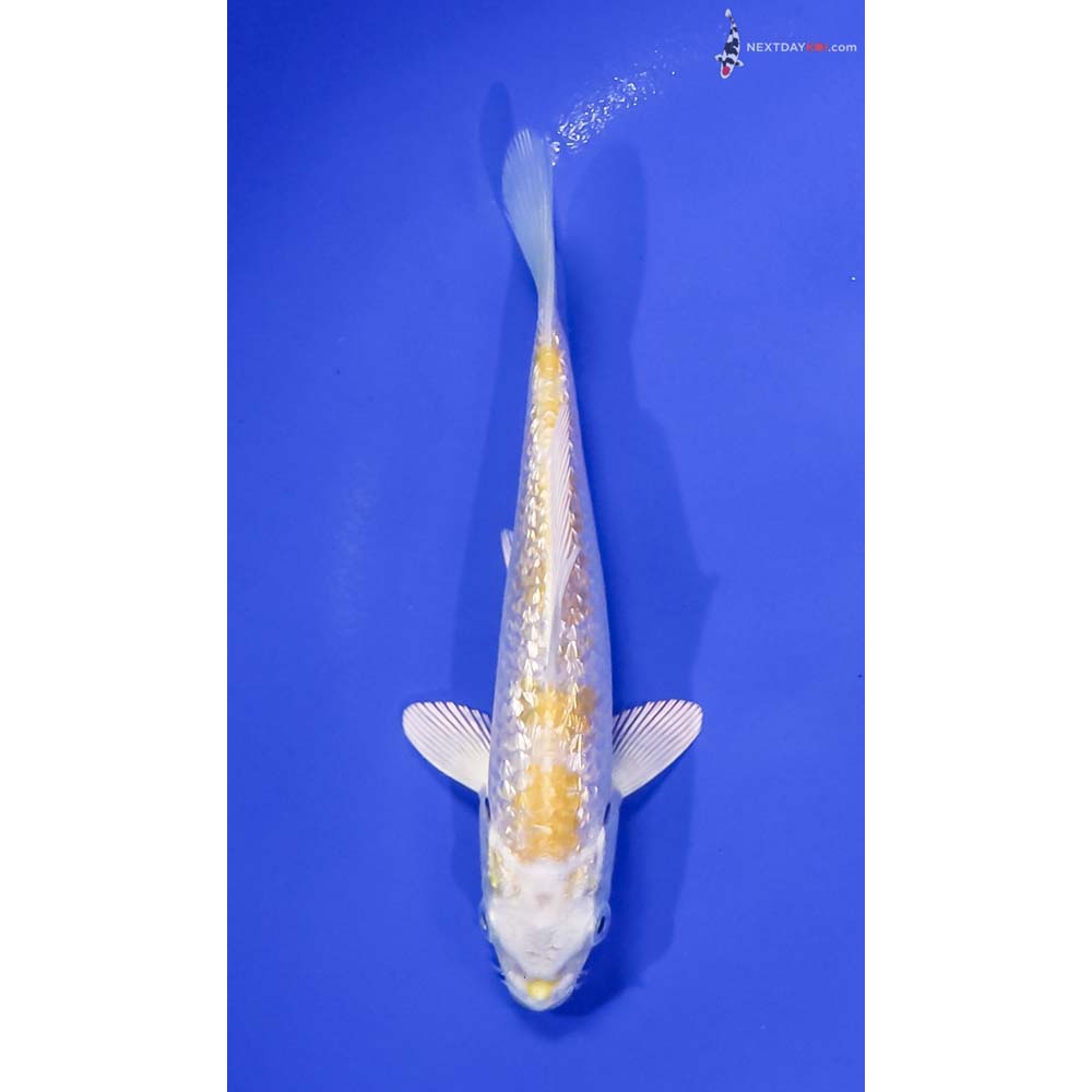 5” Imported Gin Rin Lemon Hariwake
