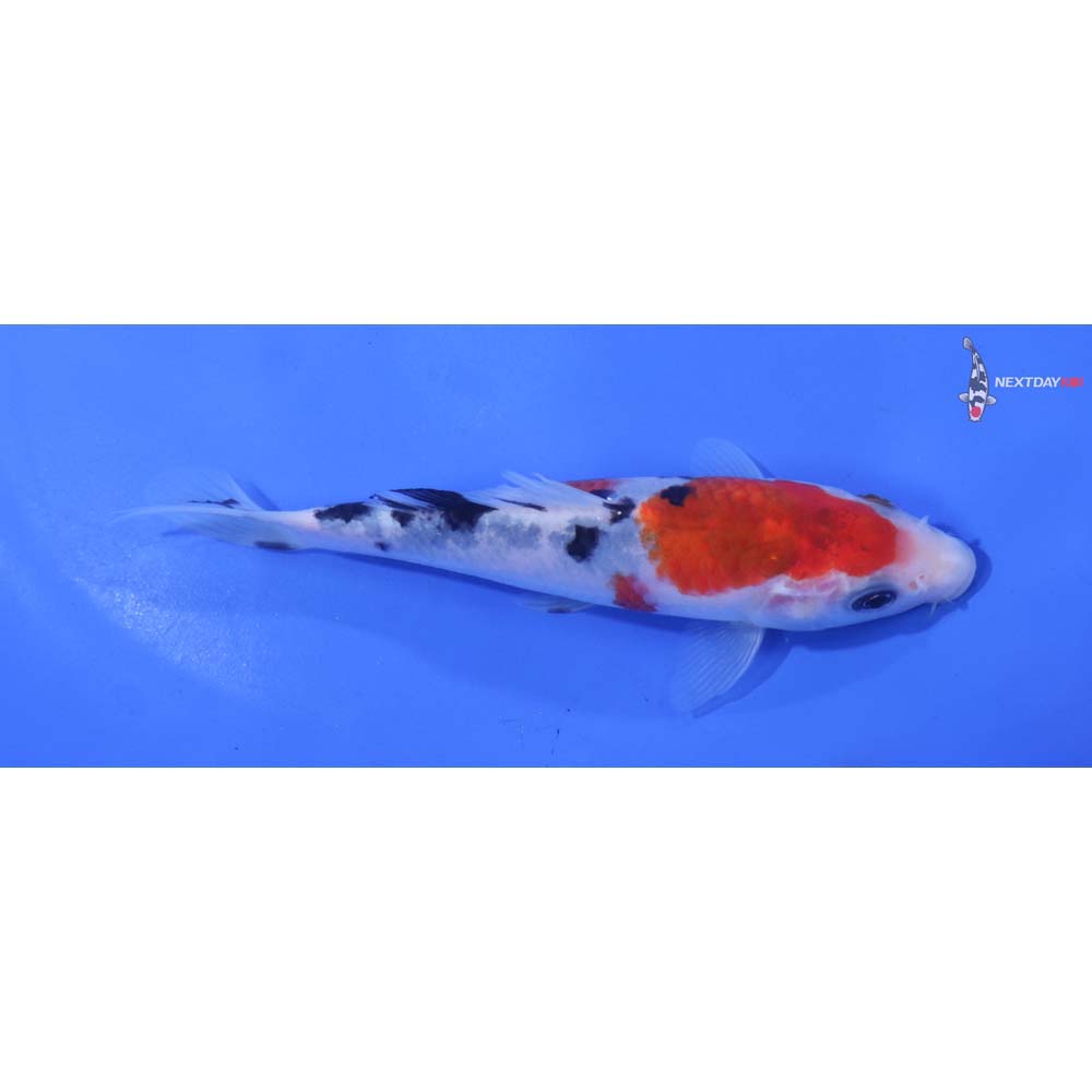 5” Imported Sanke