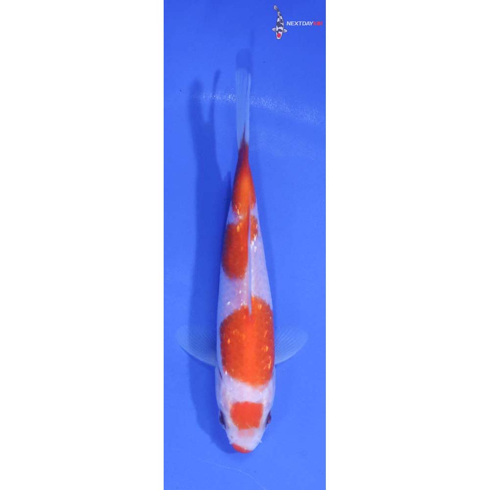 5” Imported Gin Rin Kohaku