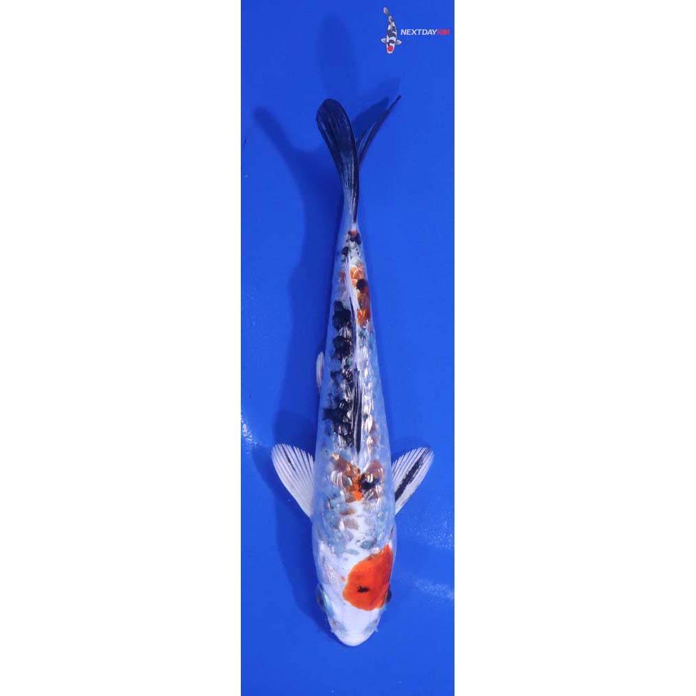 5” Imported Gin Rin Yamato Nishiki