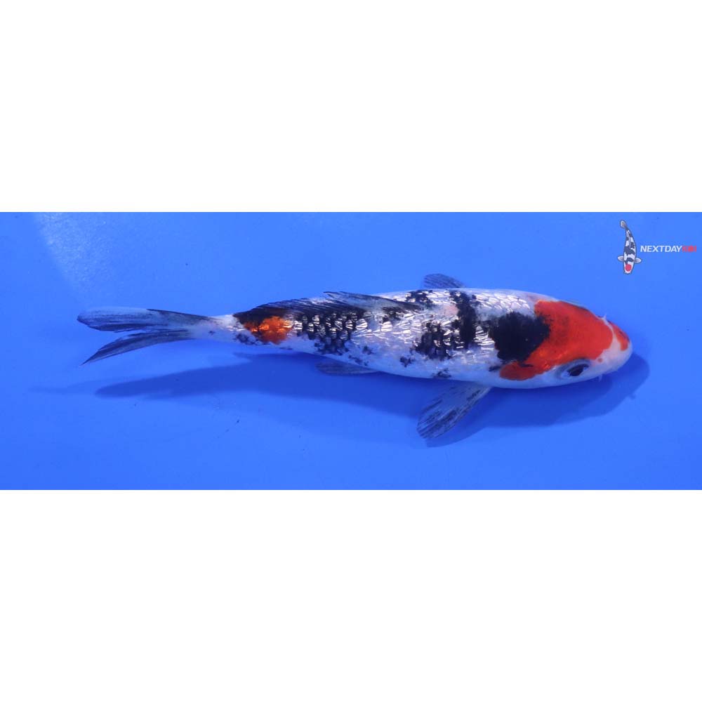 4.5” Imported Gin Rin Sanke